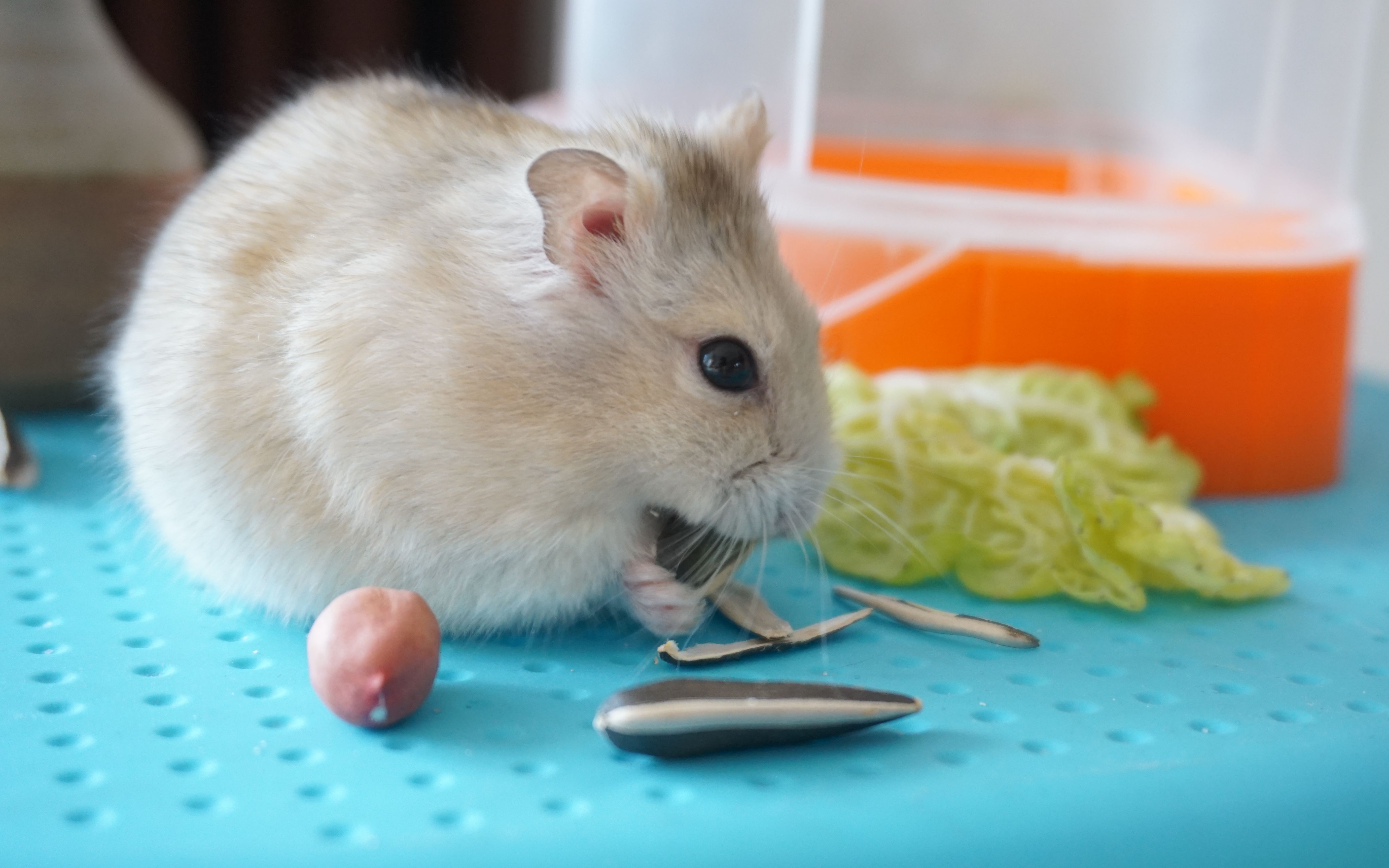 小仓鼠吃瓜子,我可以看一整天