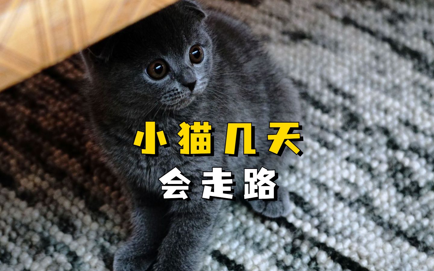 养猫知识:小猫几天会走路?哔哩哔哩bilibili