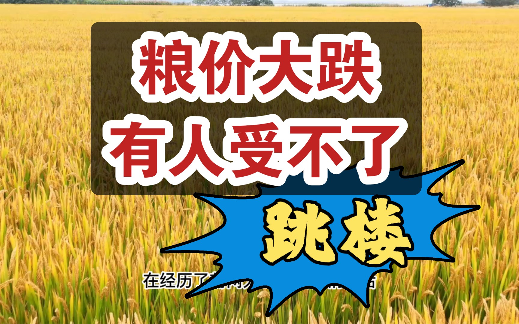 小麦跌势减缓从日落八分降至1分 玉米仍需等待机会;中粮公主岭继续下调收购价格 主产区卖粮越跌越卖哔哩哔哩bilibili