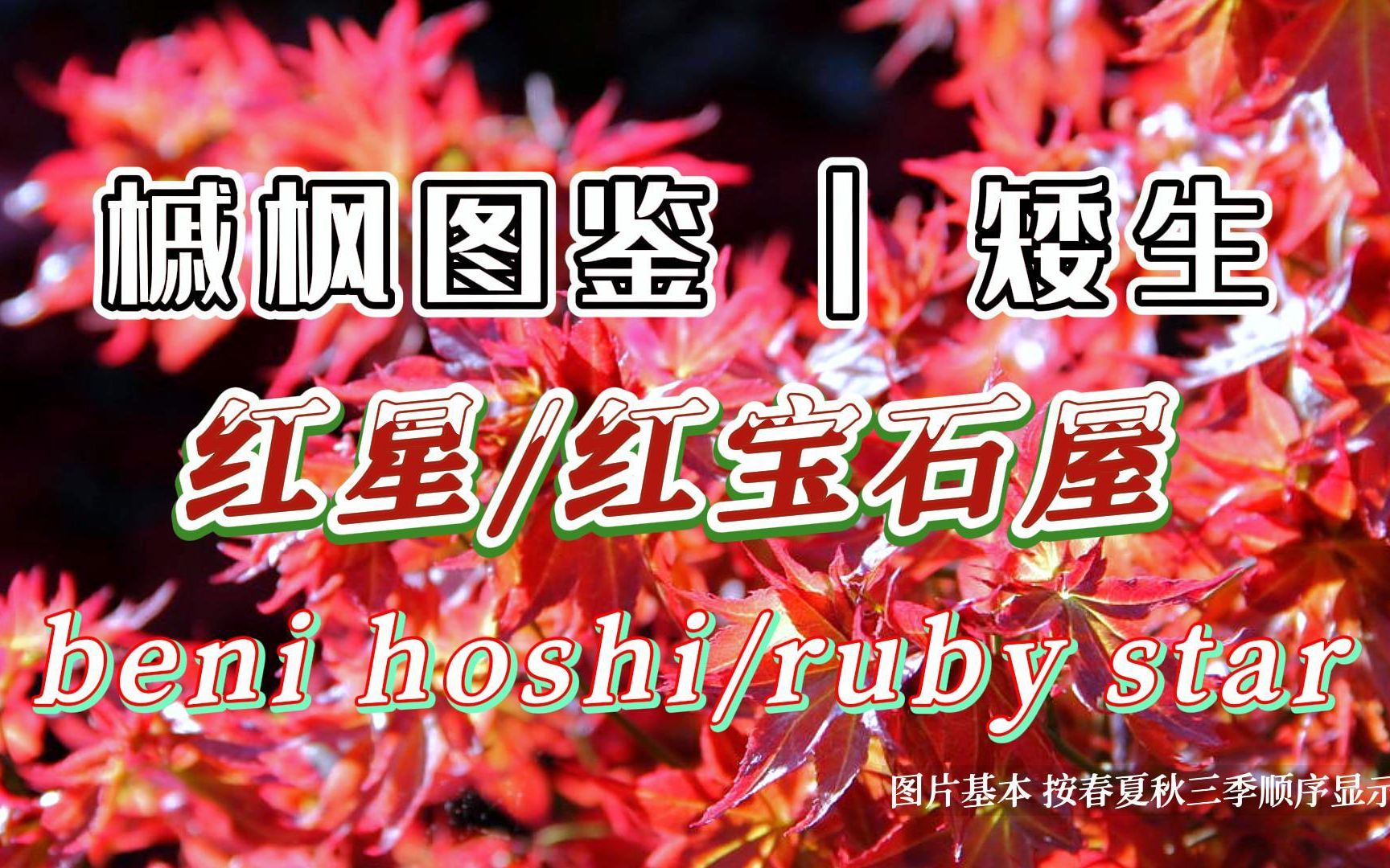 枫树图鉴 | 第49期 矮生 星星状叶片 "Benihoshi/Ruby Star 红星/红宝石屋" | 里皮搬运哔哩哔哩bilibili