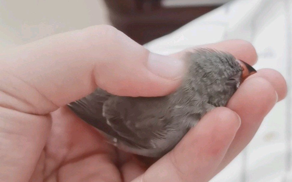 【珍珠鸟】趴手手睡觉觉