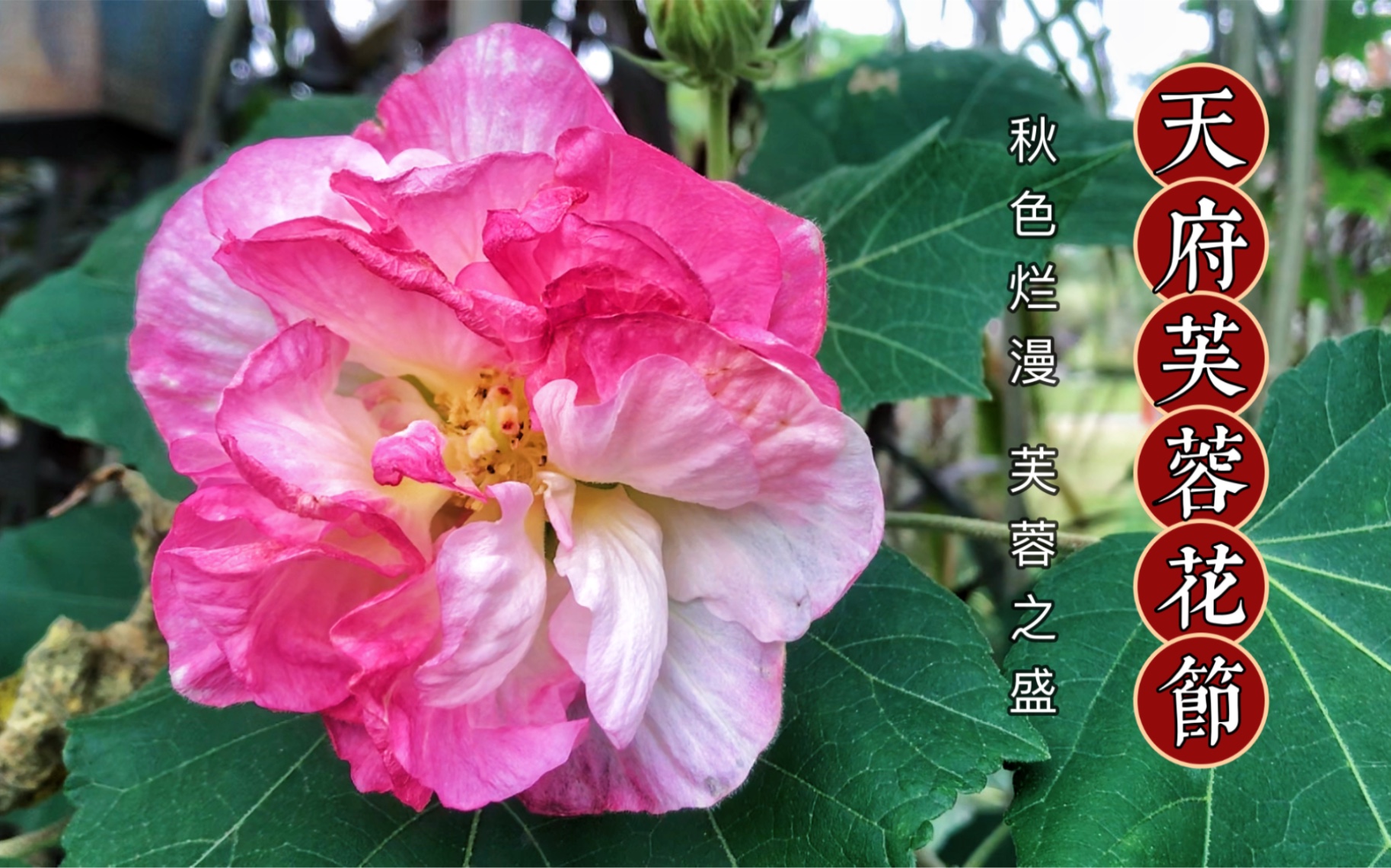 第五届天府芙蓉花节,正在成都市内各大公园举办.