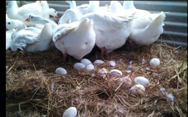 鹅的包蛋出来了怎么办蛋鹅为什么会掉蛋包鹅的蛋包掉下来怎么办母鹅的