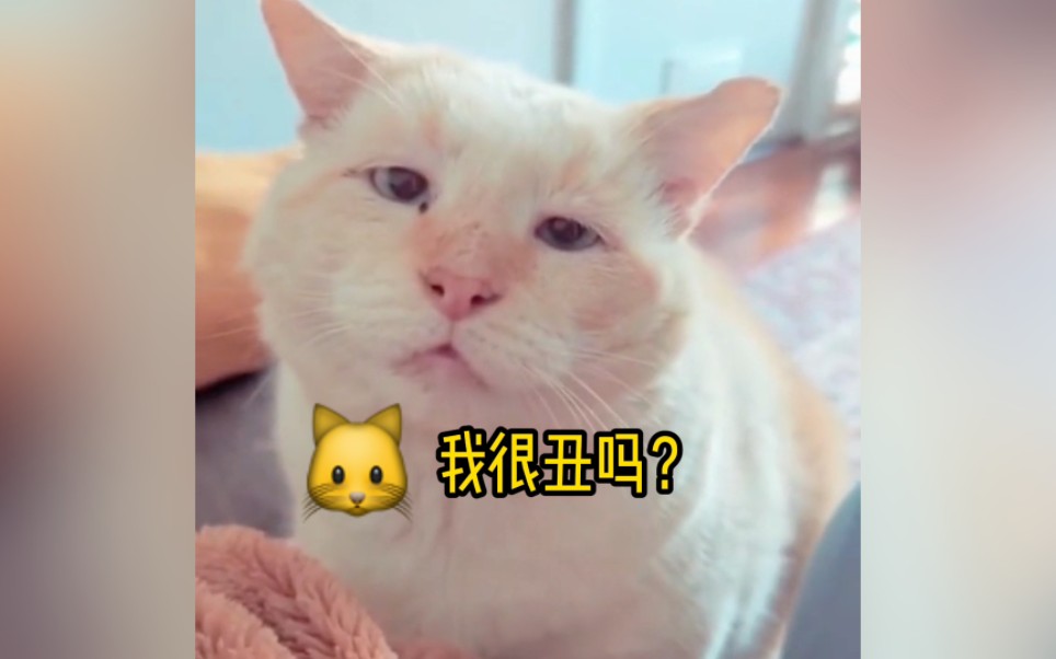 猫咪:我很丑吗?