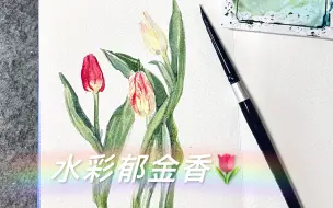 下载视频: 【水彩过程】看，郁金香在跳舞｜最近喜欢脱稿画花卉