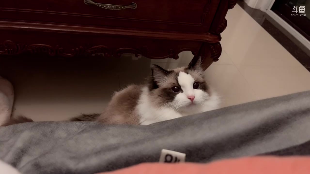 斗鱼-可爱橘qvq_2022-02-06-直播录屏