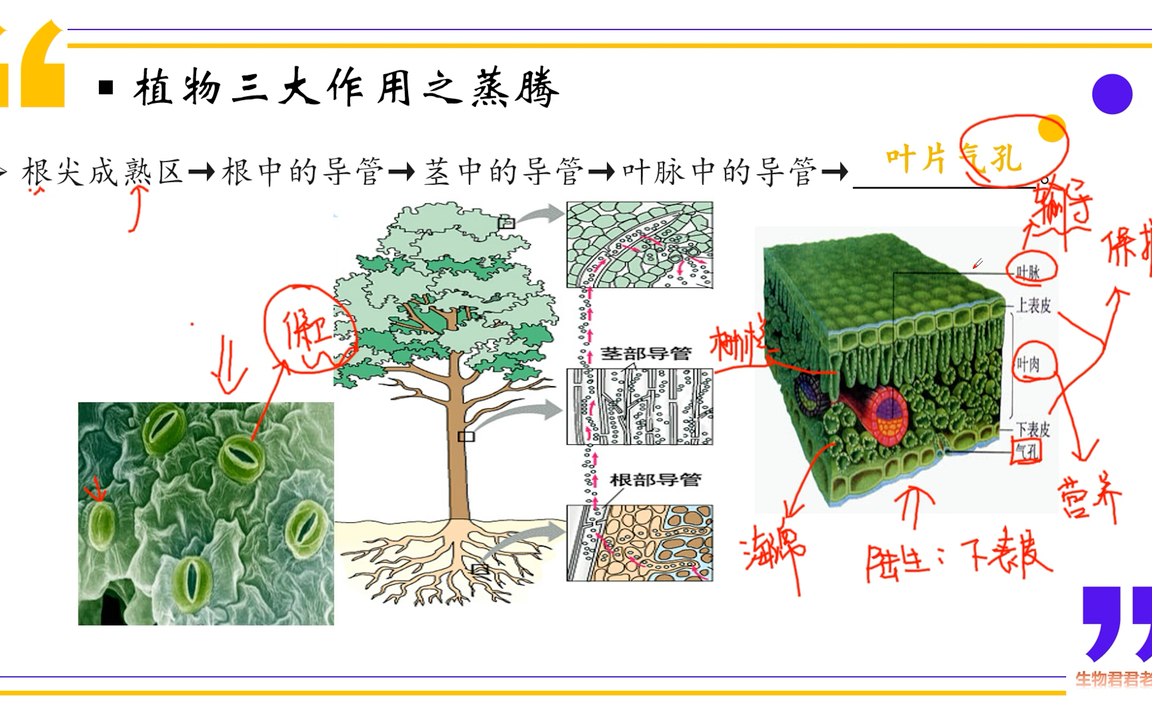 中考生物重难点知识之蒸腾作用哔哩哔哩bilibili