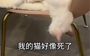 我的猫好像死了……