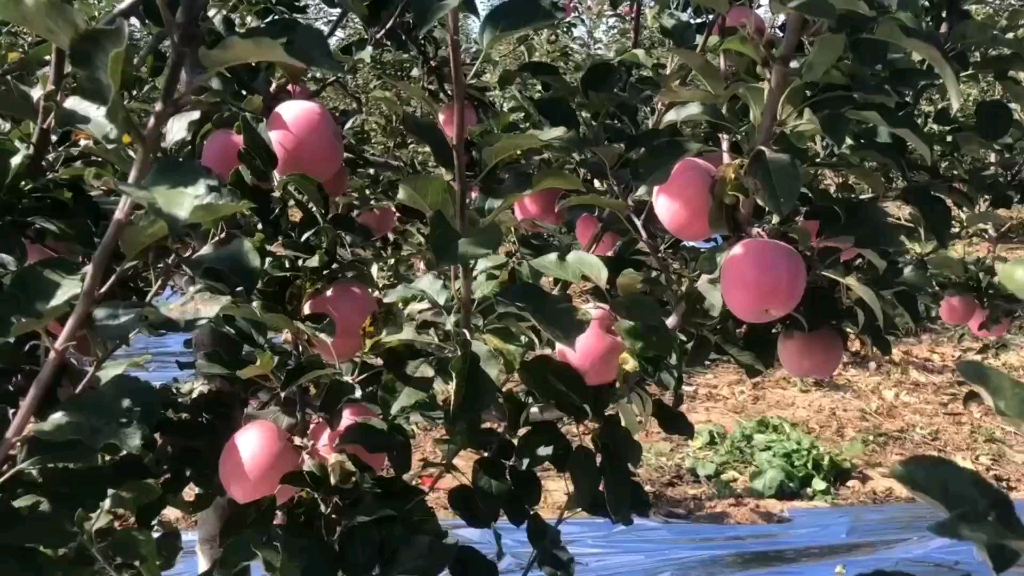 [图]家乡的苹果熟了！今天你吃苹果了吗？？？