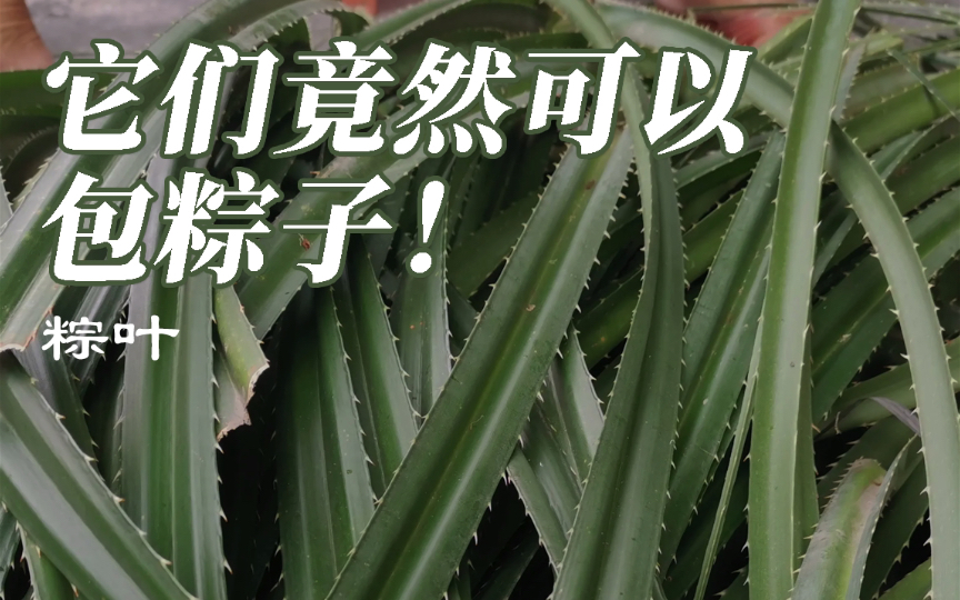 这些植物都可以用来包粽子,你都吃过吗?哔哩哔哩bilibili