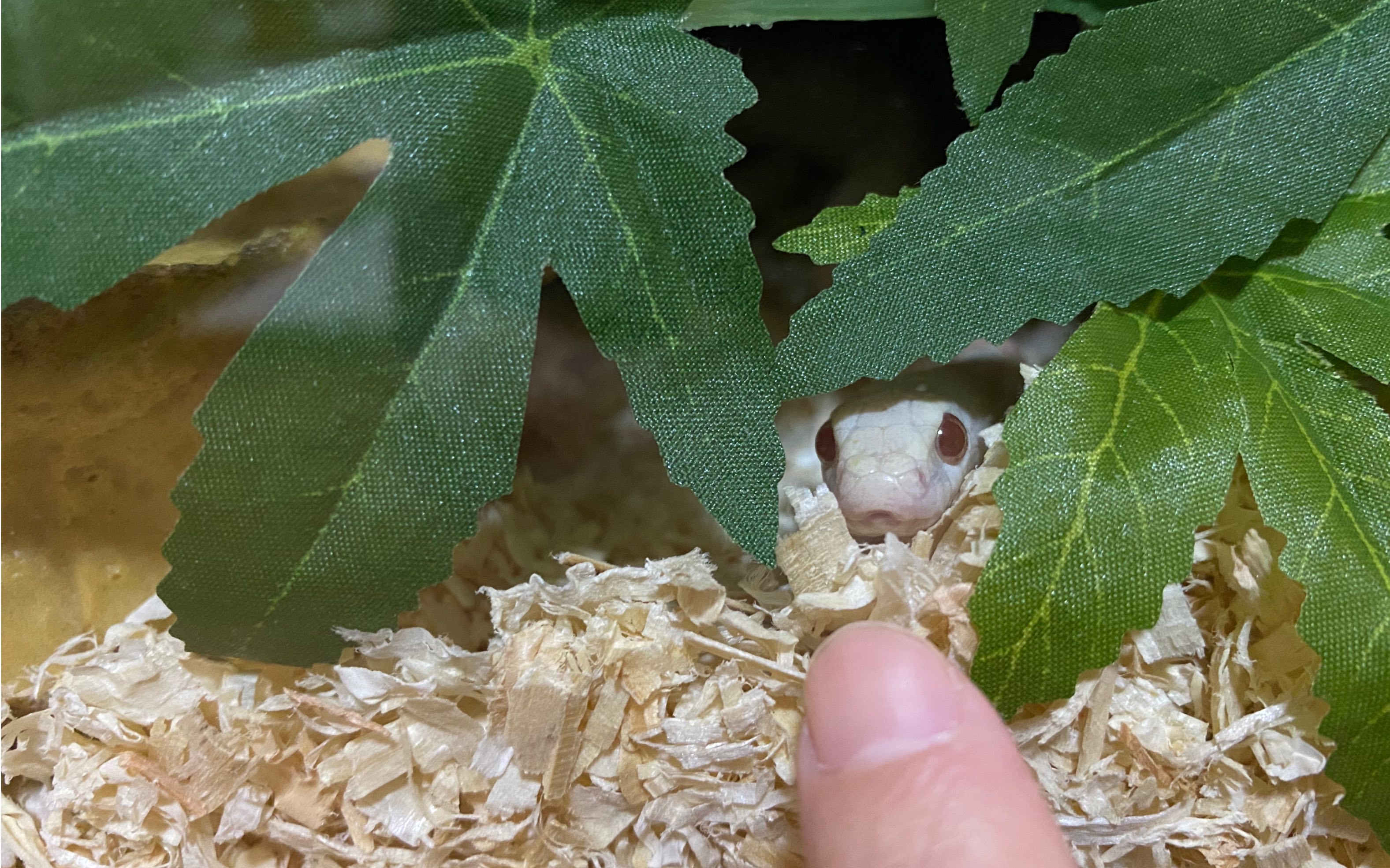 薄荷玉米蛇-绯红哥哥,活成了粘人的猫咪.