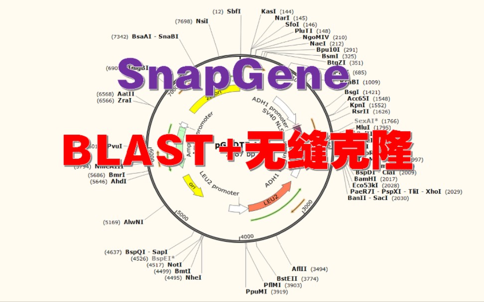 [图]纯干货：SnapGene从BLAST到无缝克隆(同源重组)，超简单的操作！