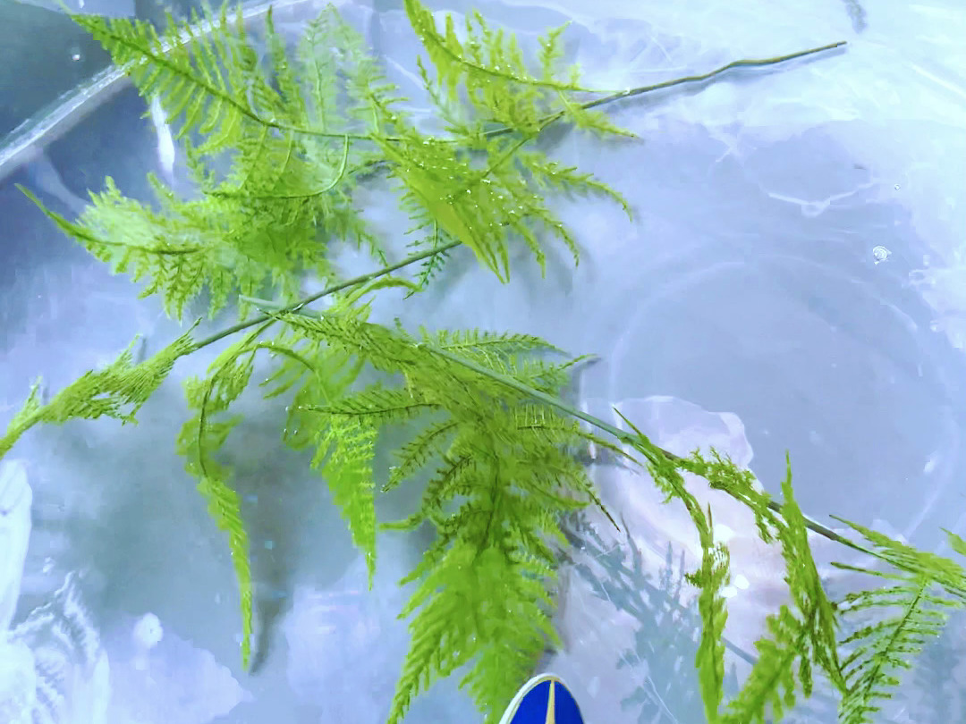 如果你家有个大鱼缸,那一定要来一条遥控鲸鱼