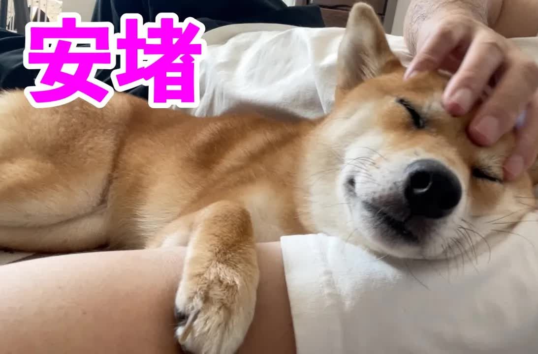 【柴犬小夏】寂寞吗?看家的柴犬的安心表情哔哩哔哩bilibili