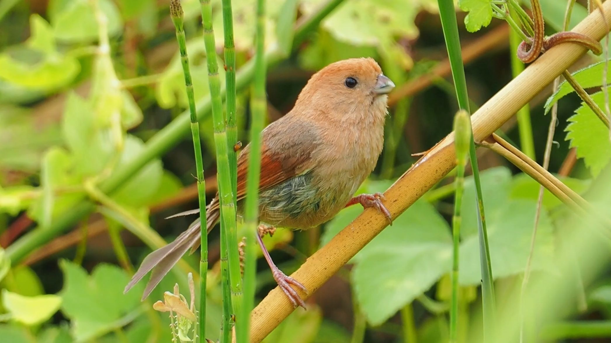 钱塘大湾区湿地拍摄到的棕头鸦雀