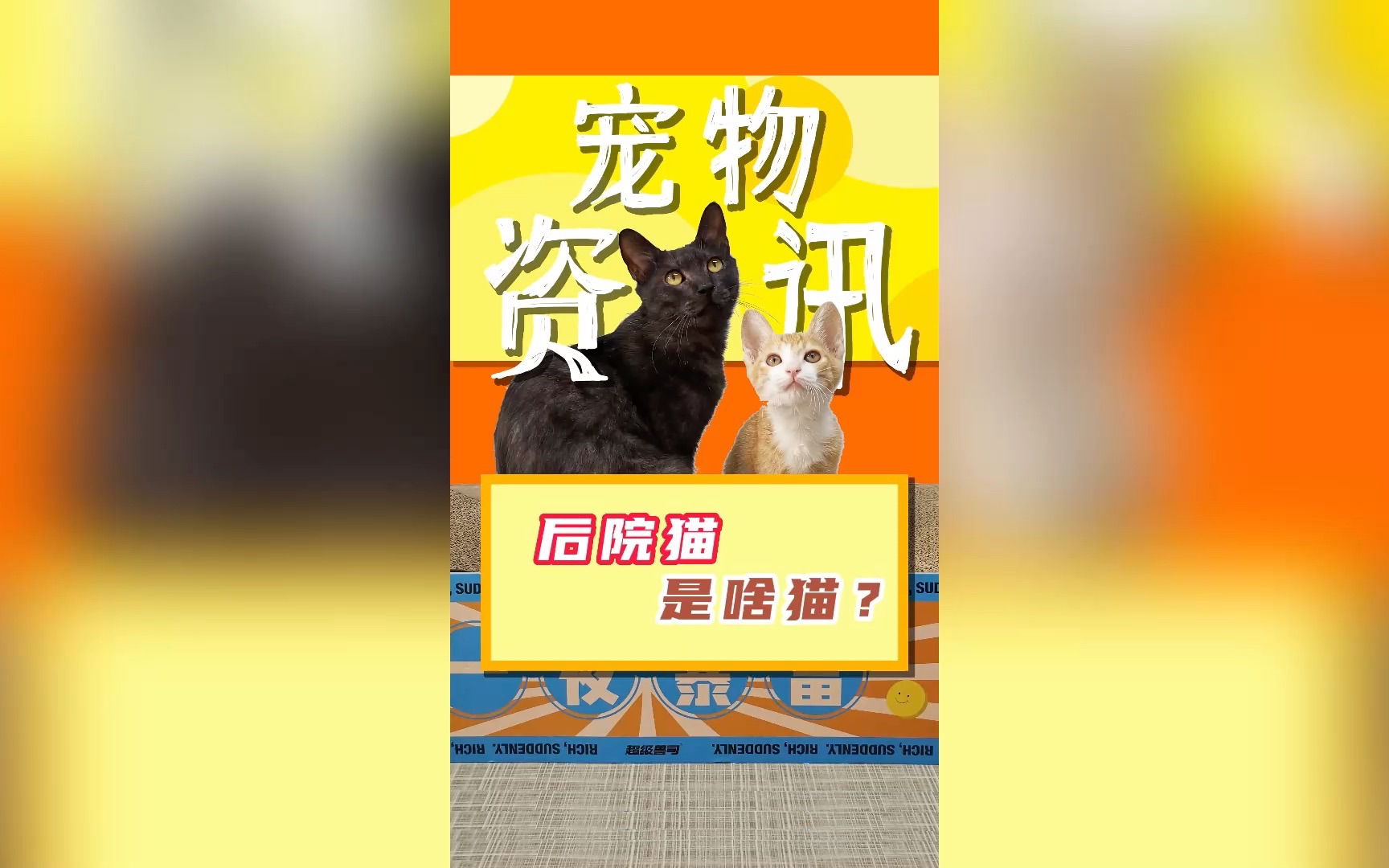 你知道什么是后院猫吗?哔哩哔哩bilibili