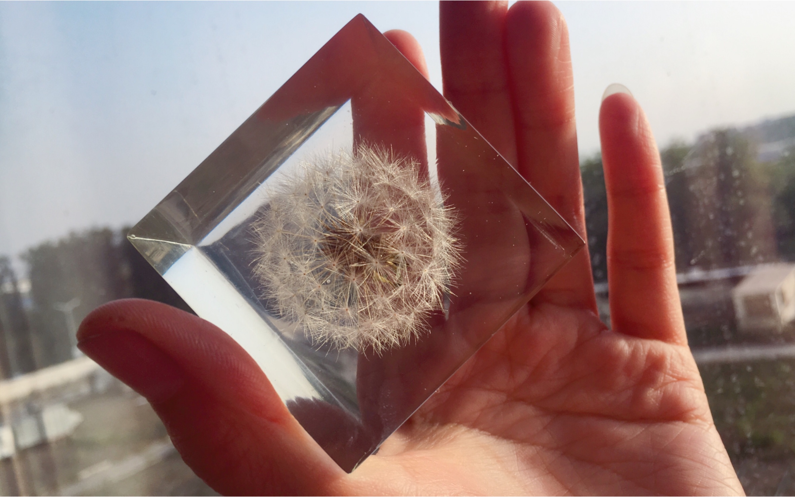 【滴胶】蒲公英立方体标本 制作过程及展示