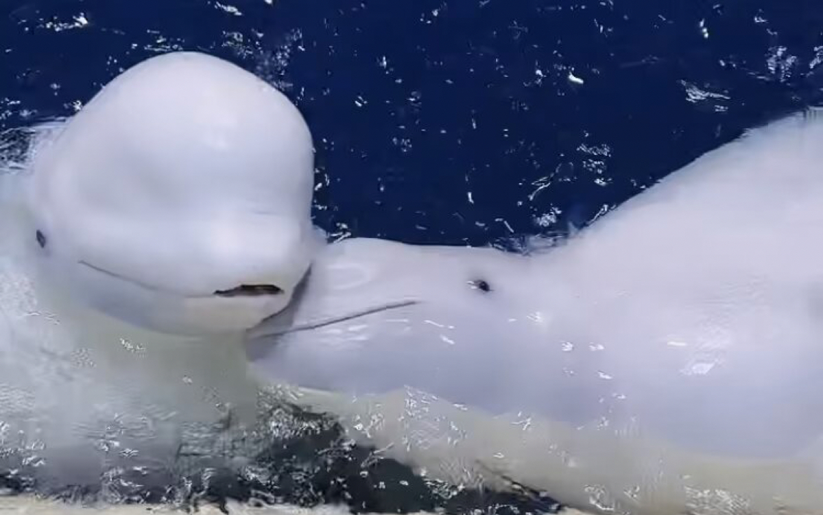 为什么白鲸喜欢亲近人为什么在线