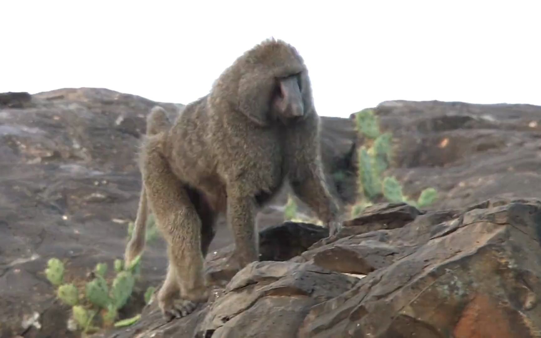 动物王国东非狒狒1080p