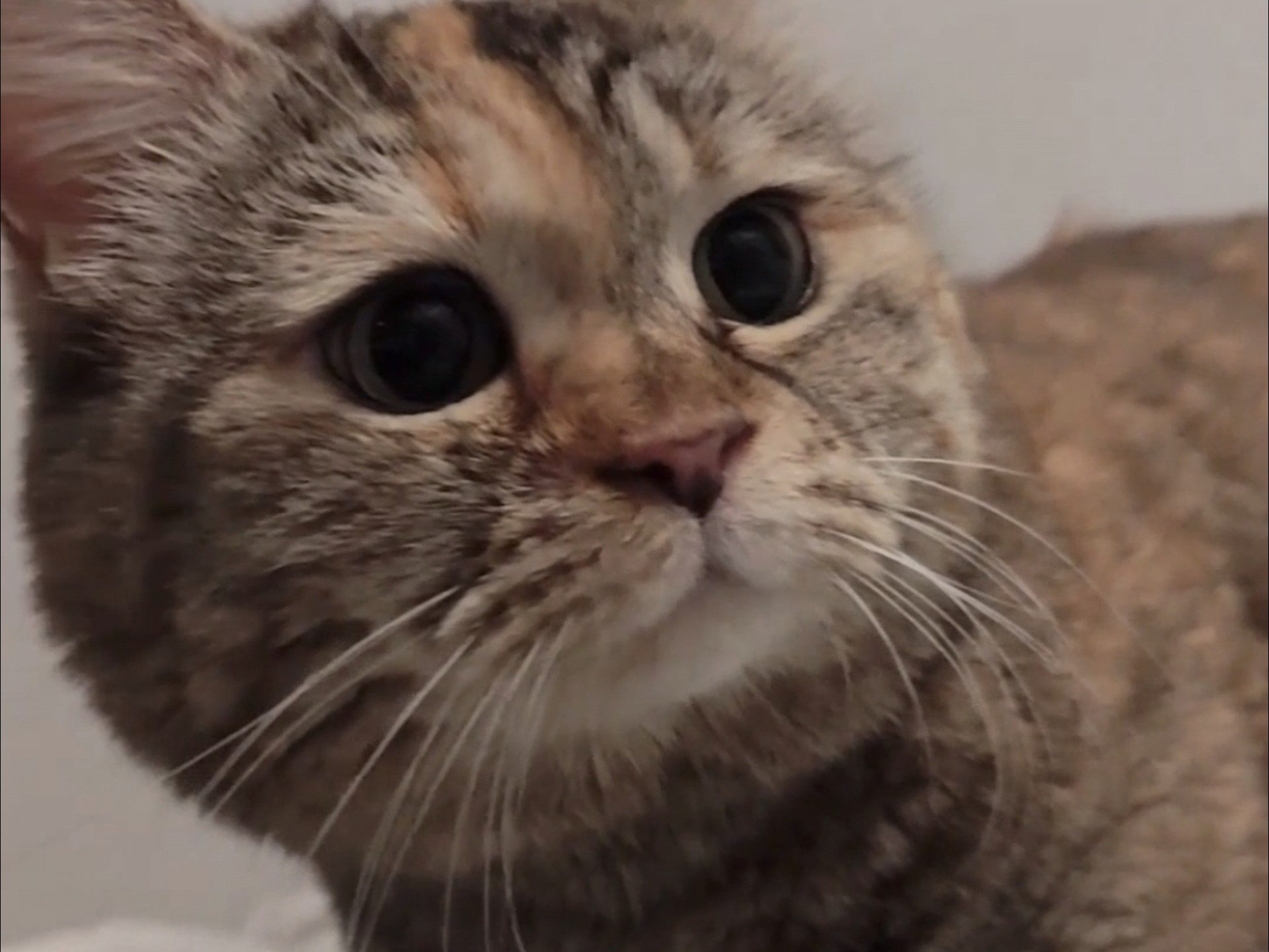 这里还有猫猫的床位吗？