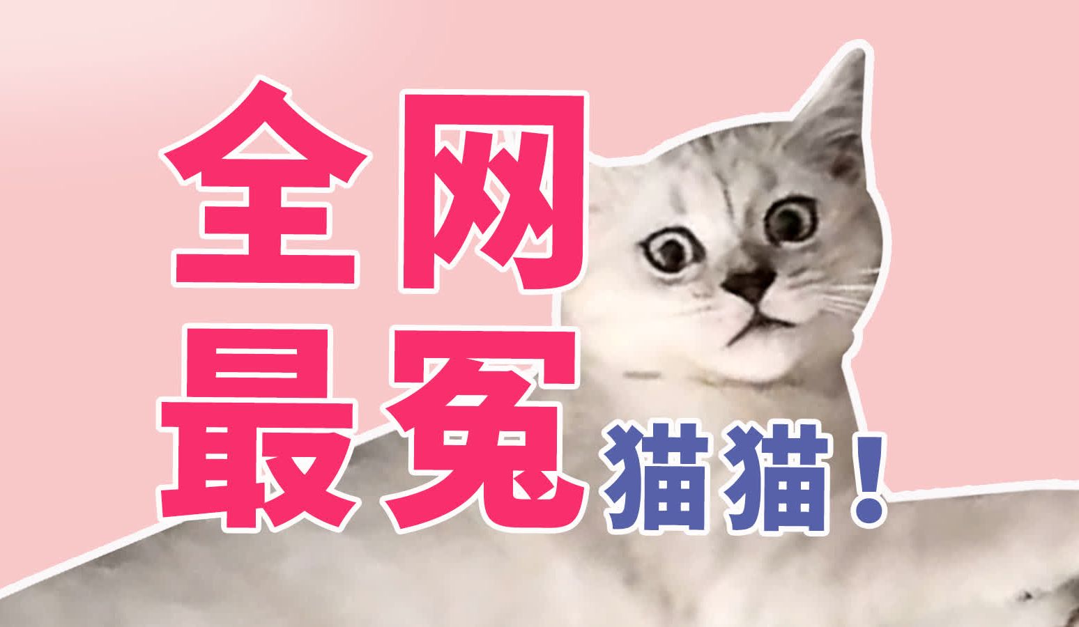 全网最冤猫猫猫抓人咬人正确纠正方式哔哩哔哩bilibili