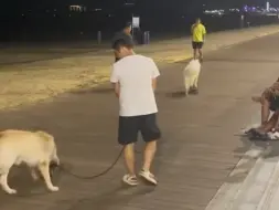 Скачать видео: 耶耶被凶了之后骑滑板溜溜跑了！可爱死了，路人还笑了它好久哈哈哈哈哈哈