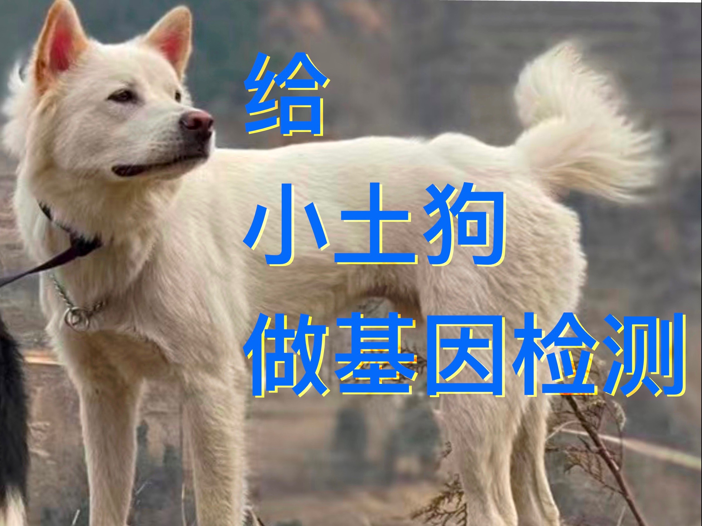 【犬类基因检测测评】伟思&Embark对比哔哩哔哩bilibili