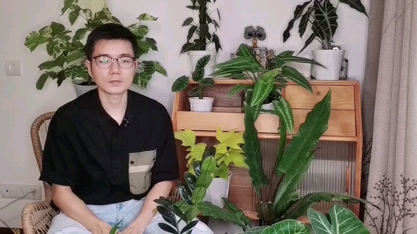 新手植物养护必修课:原生环境分析哔哩哔哩bilibili