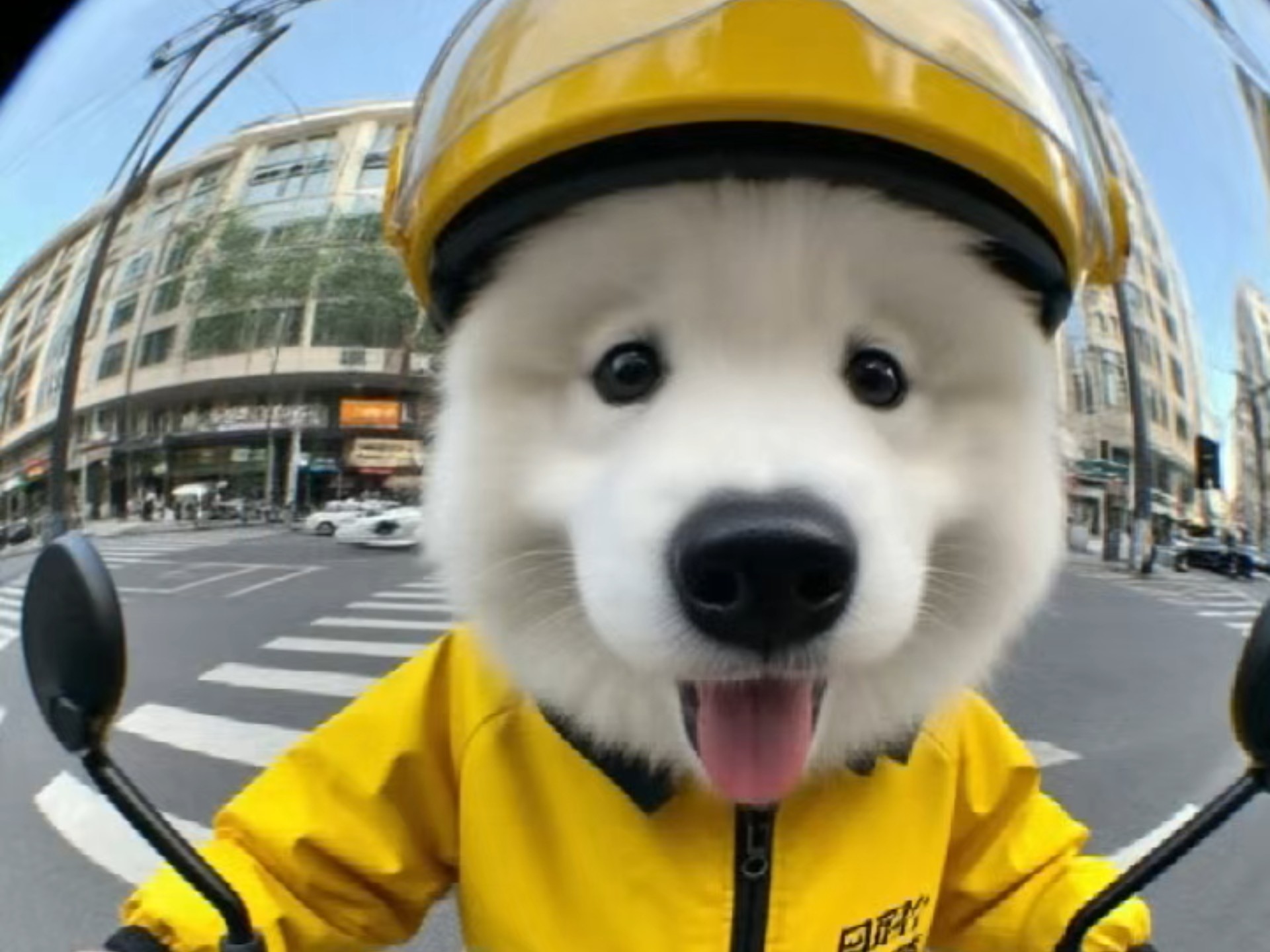 白日做狗梦:长大了上班赚钱养妈妈