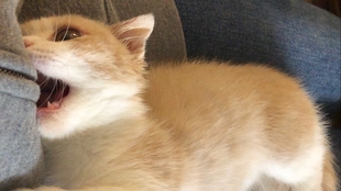 解刨一只活体中华咬人猫 哔哩哔哩 つロ干杯 Bilibili