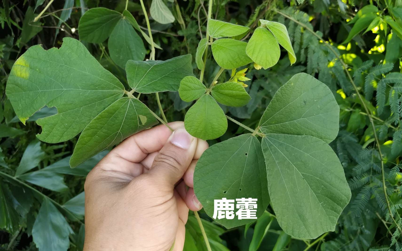 牙痛头痛植物鹿藿来帮忙别称叫鬼眼睛果实黝黑附攀山坡杂草