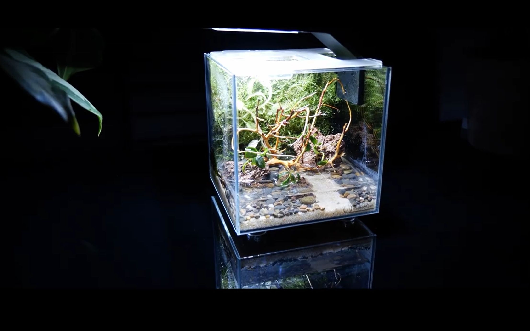 【生态微缸】微型生态封闭水陆缸