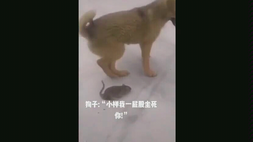 狗子你变了.超搞笑动物合集哔哩哔哩bilibili