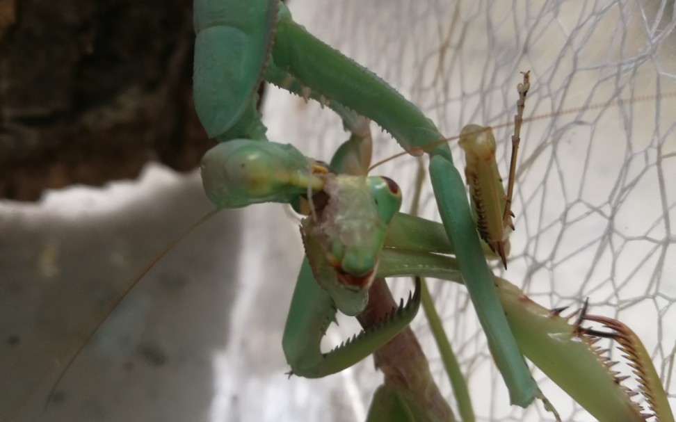 台湾斧螳vs绿巨螳螂