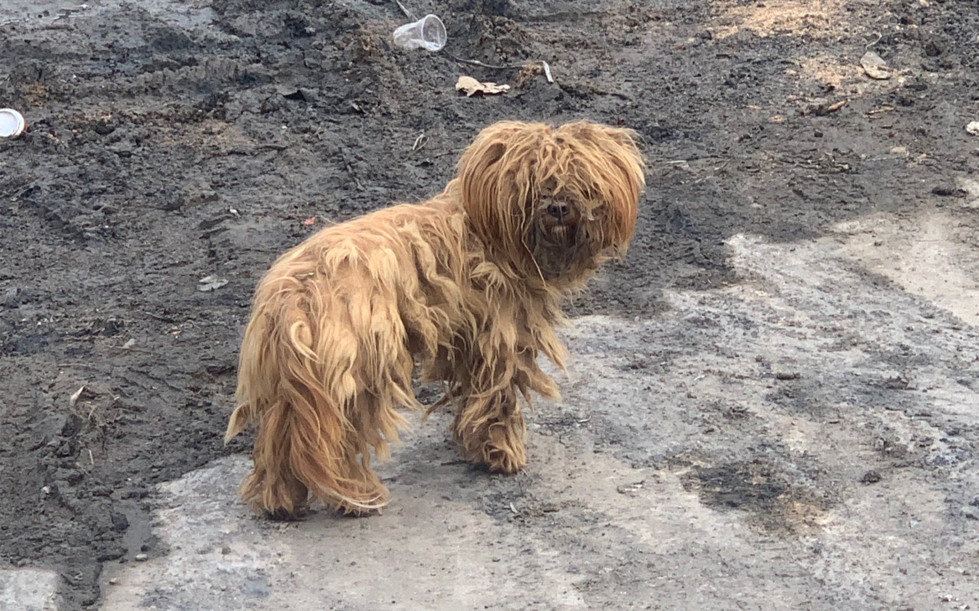 中华舞狮犬吓死我了就怕它给我来段舞狮