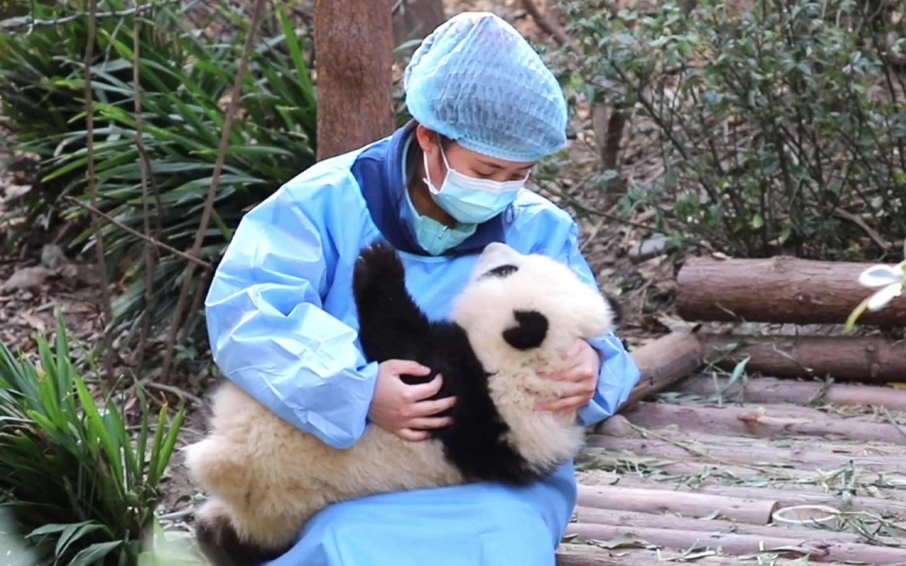 【大熊猫和花】奶妈抱着软萌小和花,这柠檬太酸了