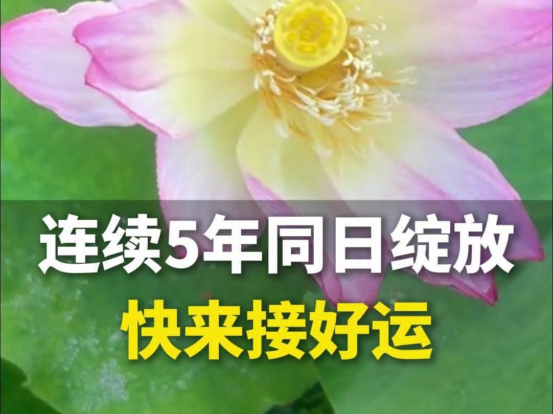 点赞接好运“莲莲莲莲莲”~5月16日,浙江武义莲花连续5年同日绽放,“幸运从不迟到”哔哩哔哩bilibili