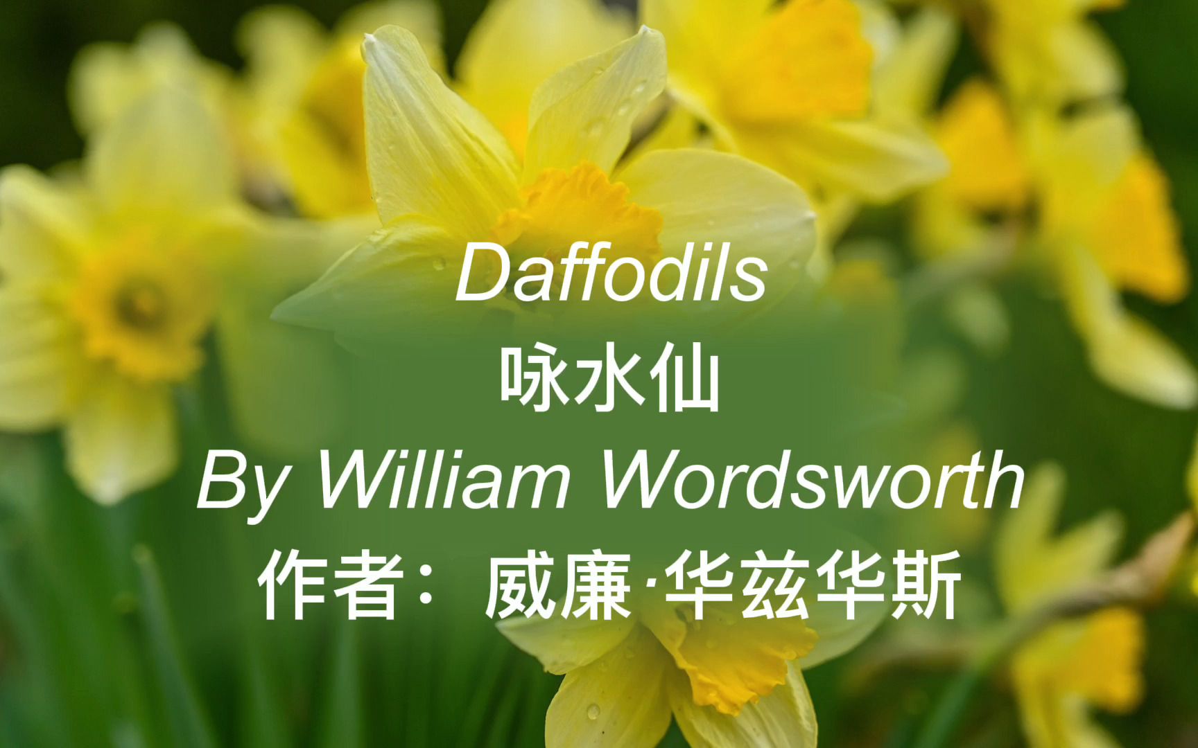 英文诗歌:Daffodils(咏水仙)哔哩哔哩bilibili