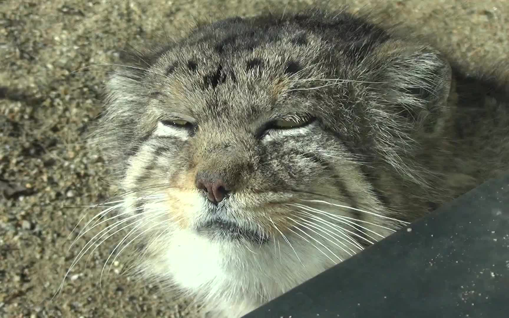 【pallas cat】"一脸不爽喵"(又名:兔狲)在一脸不爽的看着你:这又是
