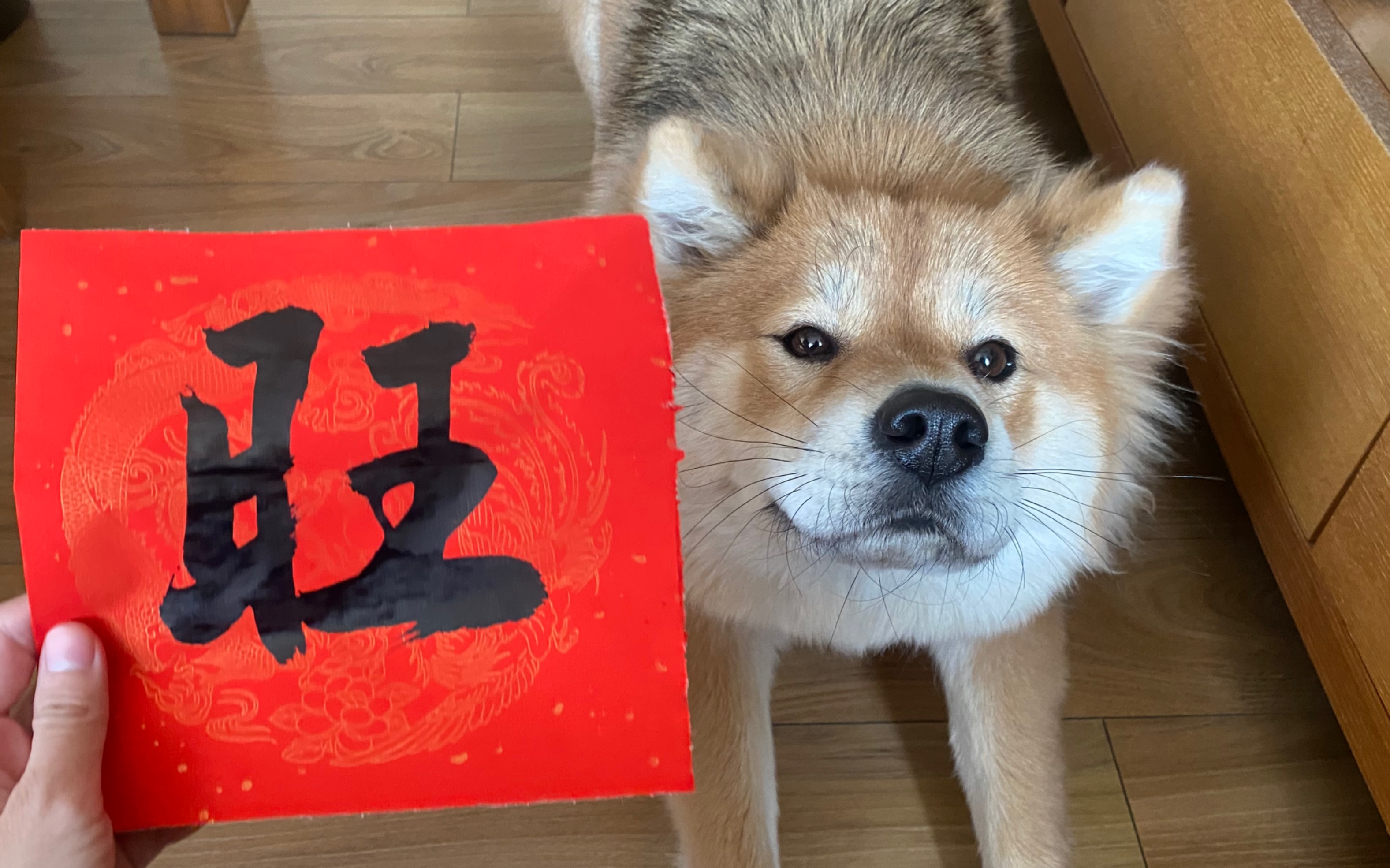 新的一年,跟着小狗旺汪汪汪汪汪旺