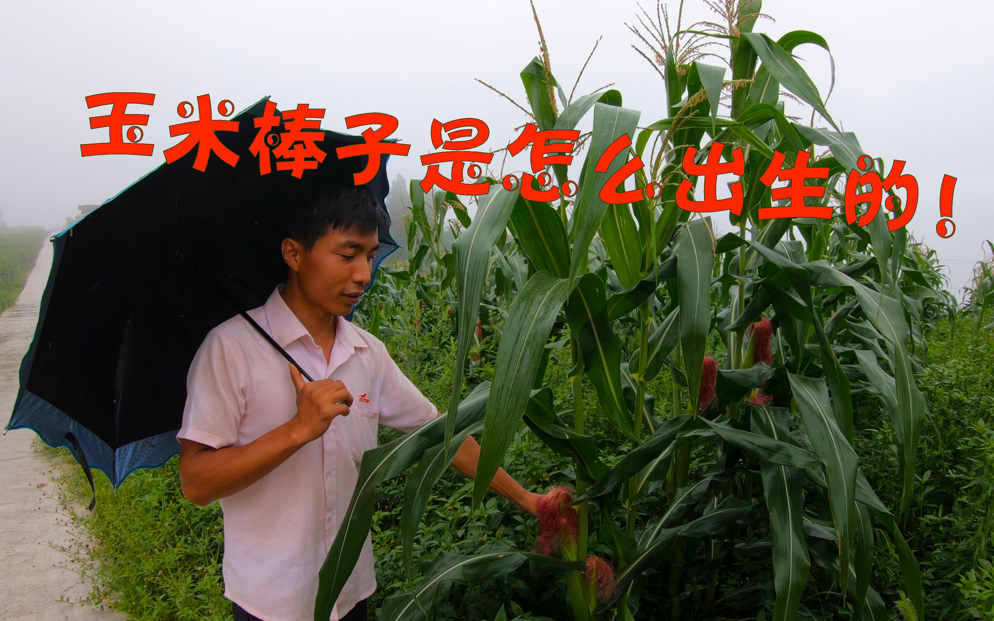 玉米是怎么来的?连续下雨对玉米的影响 可能会大面积减产