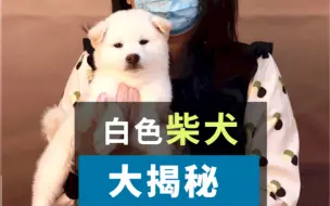 Video herunterladen: 白色柴犬你不知道的事