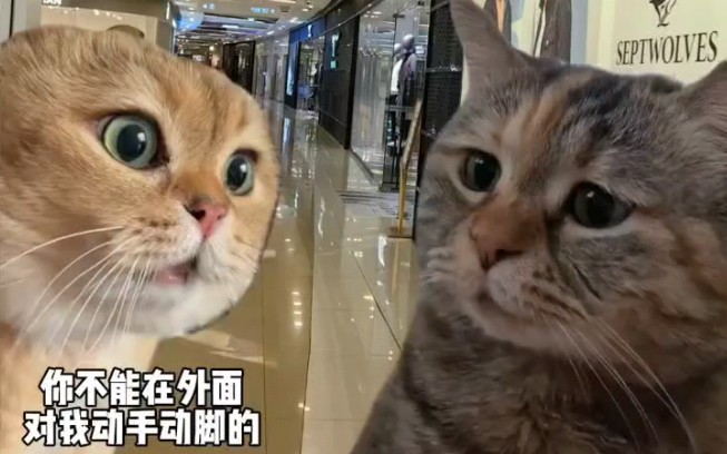 [图]星神少女全角色CG最新可爱的猫猫