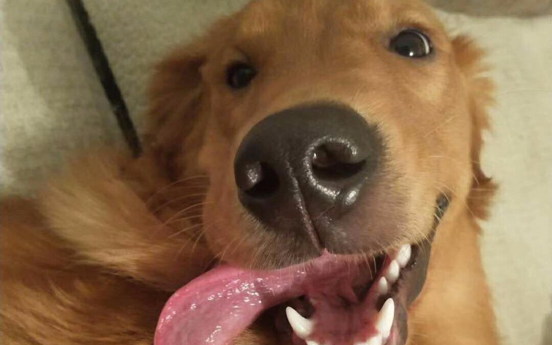 给大家分享一只 想 一条狗独吞一个苹果的 傻金毛 六一_哔哩哔哩 (゜