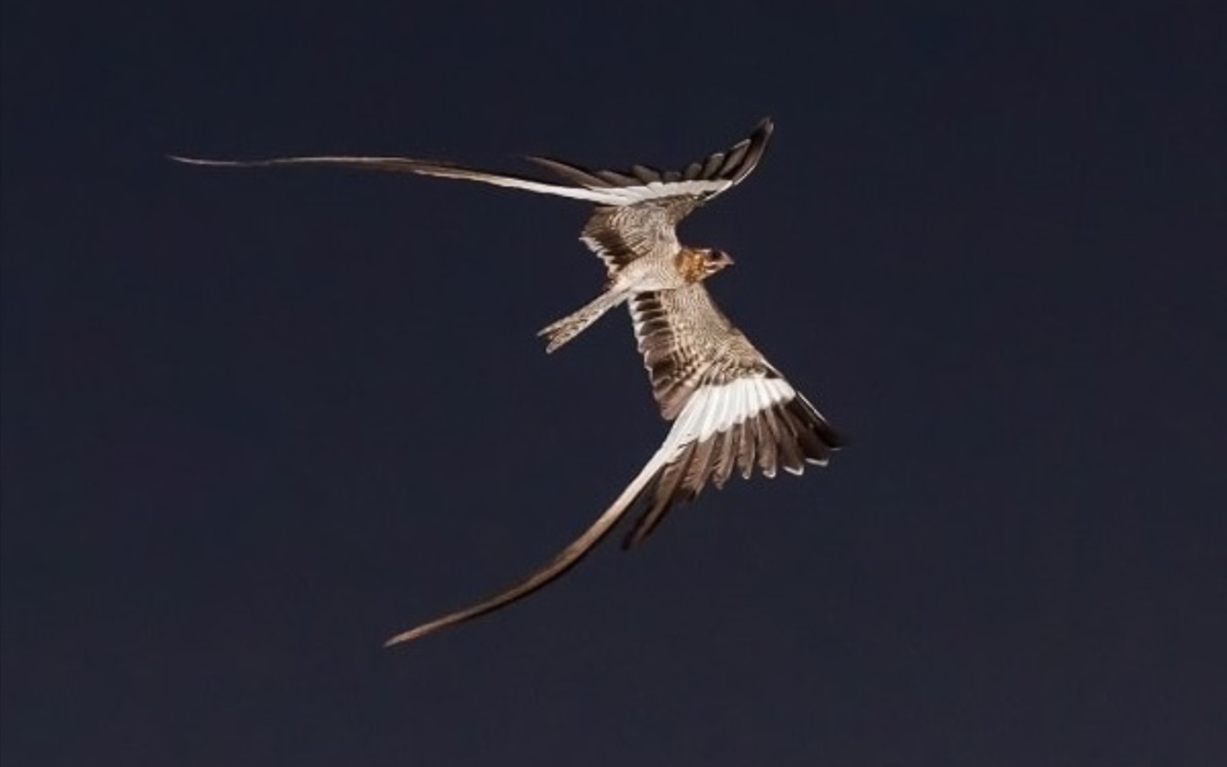 【翎翅夜鹰】夜空中的群舞