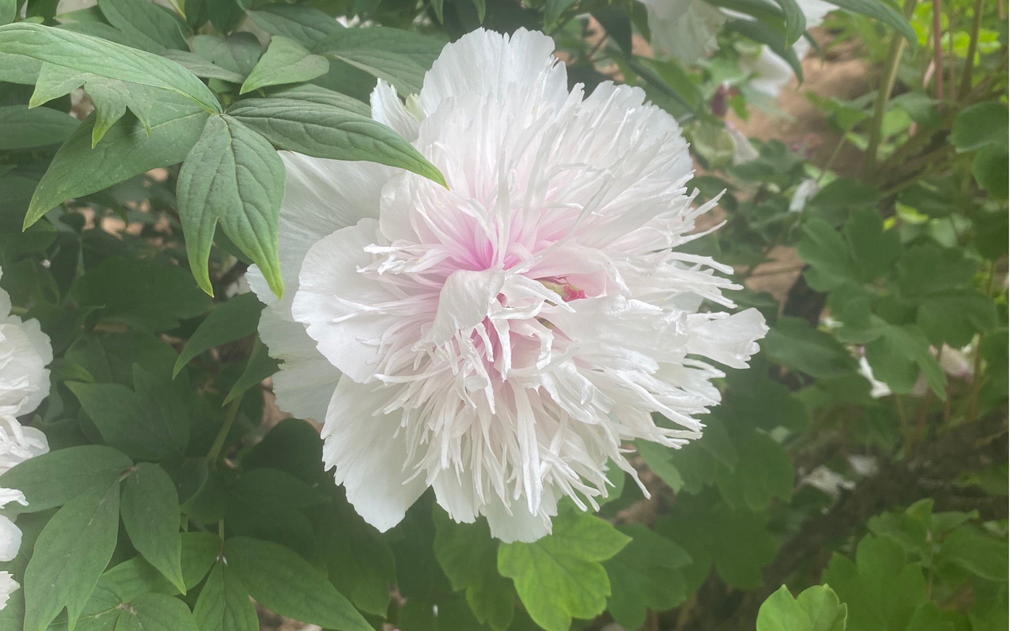 偶遇传说中的银丝贯顶2022年隋唐植物园牡丹花