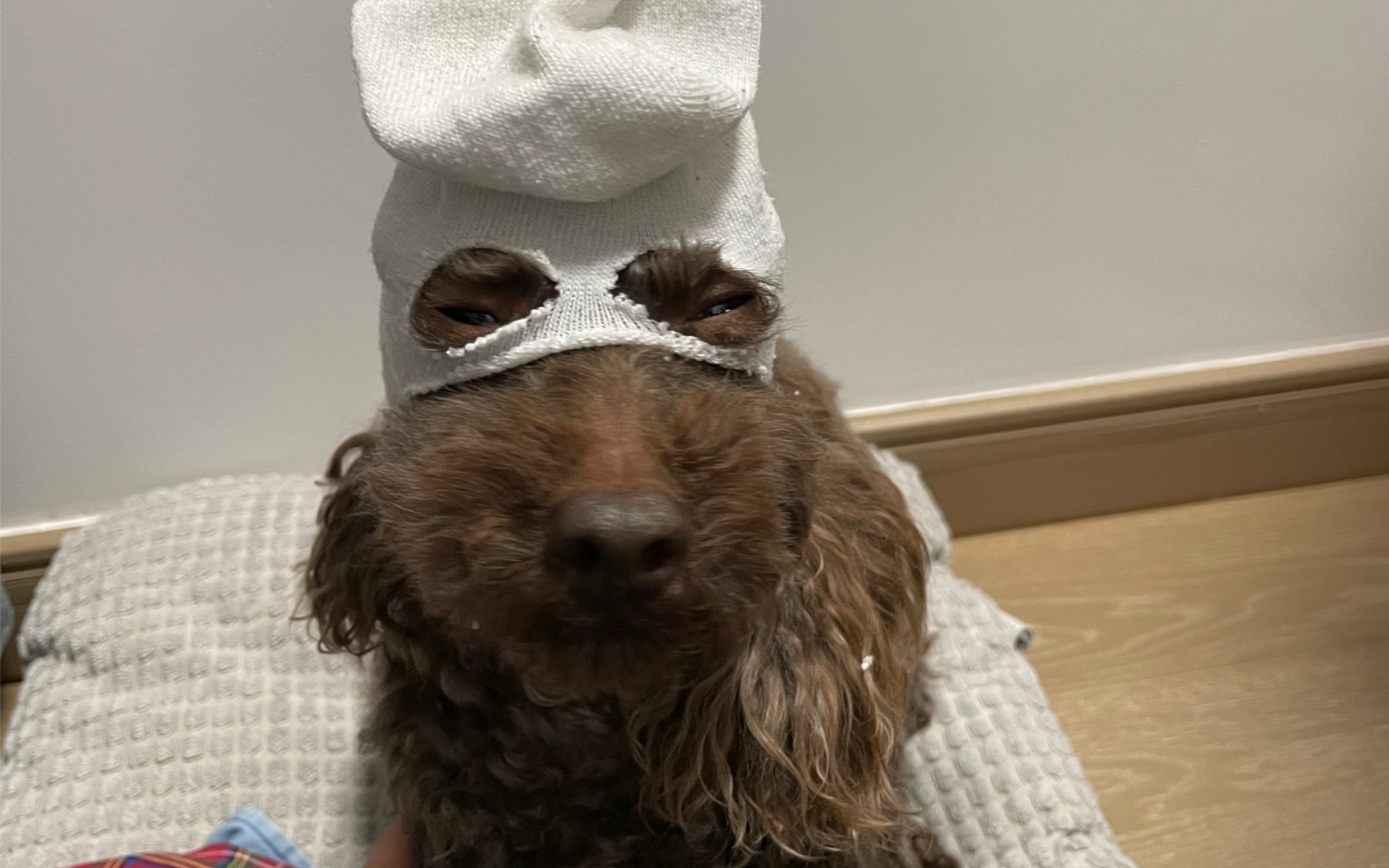 袜子套头_哔哩哔哩 (゜-゜)つロ 干杯~-bilibili