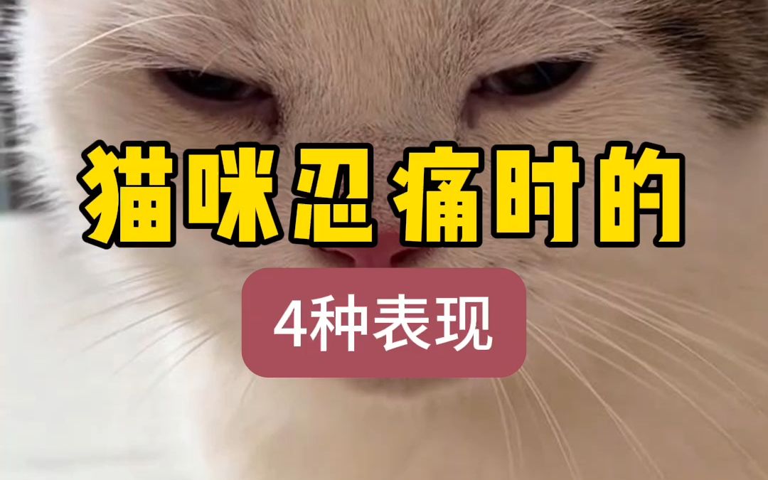 猫咪忍痛时的4种表现哔哩哔哩bilibili