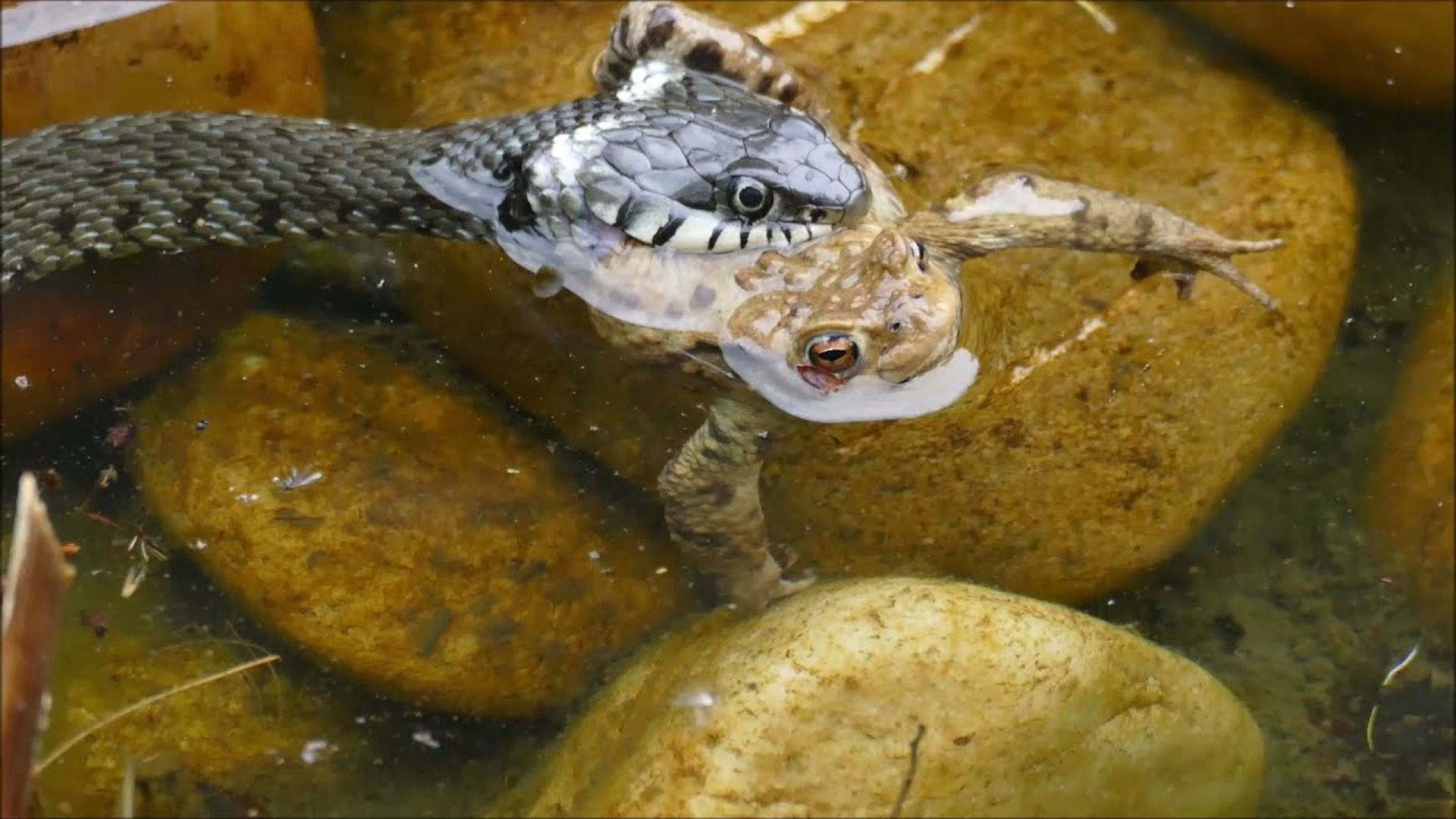 草蛇池塘活吞金蟾蜍!胀气自救整个被吞,高清记录生死时刻