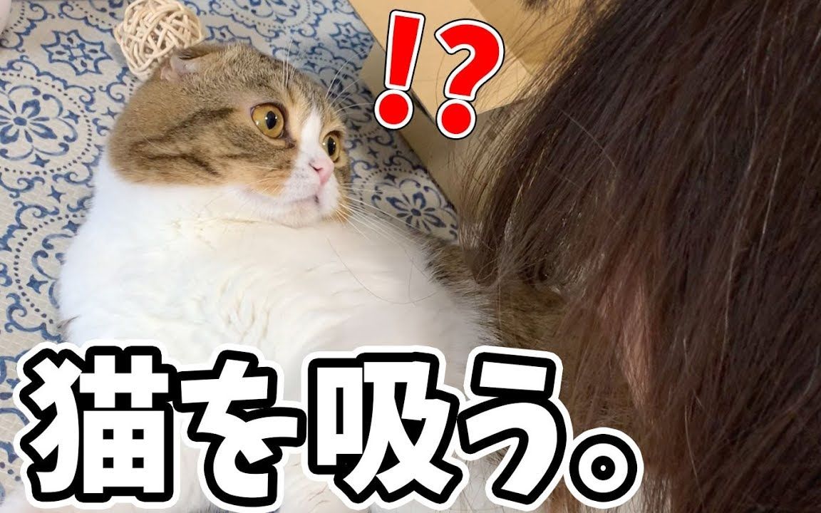 【猫】吸猫成瘾的妈妈【苏格兰折耳】